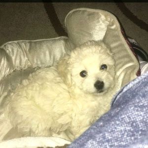 Meet your Posher, Amy